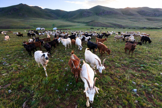Mongolian nomadic herders camp with their cashmere goats and sheep on the steppe in Arkhangai province, Mongolia. Panoramic view of the pastures. Goats are a source of meat, milk and wool.