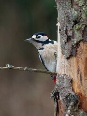 Buntspecht (Dendrocopos major) Männchen
