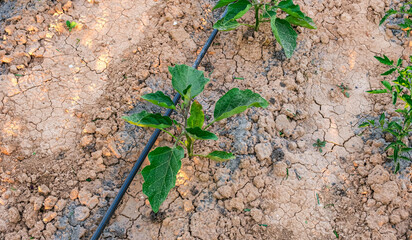 Young eggplant plants growing in a dry and cracked field with a drip irrigation system. High angled view.