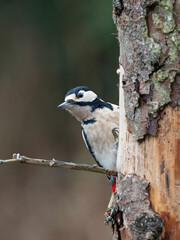 Buntspecht (Dendrocopos major) Männchen