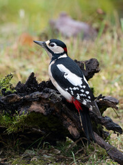 Buntspecht (Dendrocopos major) Männchen