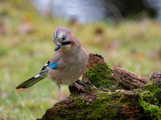 Eichelhäher (Garrulus glandarius)
