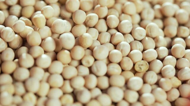 Agriculture farm seeds ready for planting and harvesting. Healthy seeds for farm crops. Farm seed pile used in agriculture industry. Nutritious seeds harvested from farm. Agriculture seed concept.