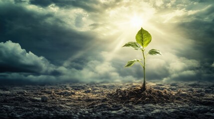 A solitary sapling stands resilient in barren earth, stretching towards the golden rays breaking through dark clouds, symbolizing hope and renewal on World Wildlife Day