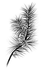 Obraz premium hand drawing of a pine branch with a cone vector