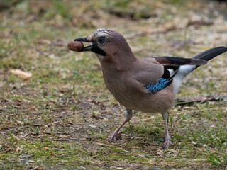 Eichelhäher (Garrulus glandarius)