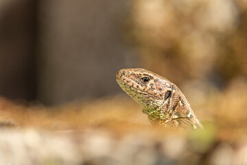 Lizard on a rock