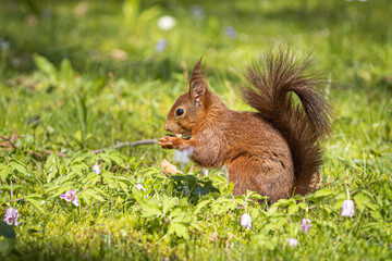 Squirrel in the grass
