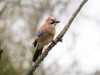 Eichelhäher (Garrulus glandarius)