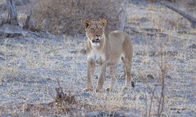 African Lion in Zimbabwe Hwange National Park