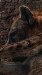 Naklejka premium closeup of hyena sleeping
