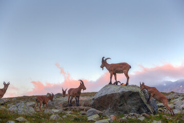 Wild mountain goats graze between the stones. There is a tourist tent in the background.