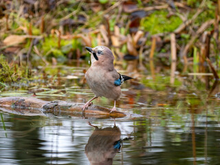 Eichelhäher (Garrulus glandarius)