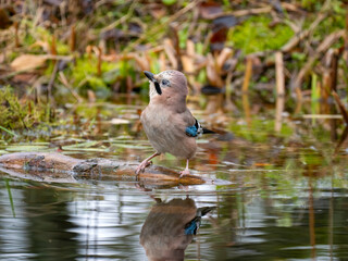 Eichelhäher (Garrulus glandarius)