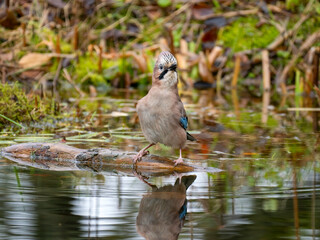 Eichelhäher (Garrulus glandarius)