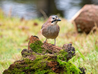 Eichelhäher (Garrulus glandarius)