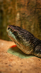 snake on the ground