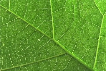 Close Up Abstract Green Leaf Texture