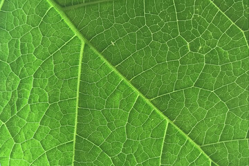 Close Up Abstract Green Leaf Texture