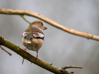 Kernbeißer (Coccothraustes coccothraustes)