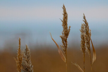 reeds on the beach