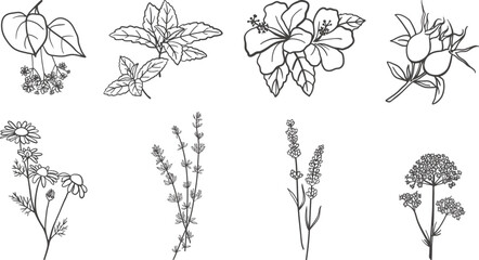 Hand drawn tea herbs collection. Set of herbal tea design elements. Outline drawings of mint, chamomile, rosehip, hibiscus, lavender, thyme, linden and valerian