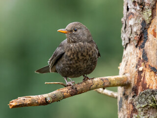 Amsel (Turdus merula)