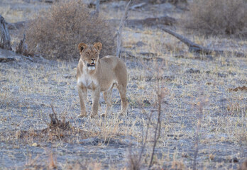 African Lion in Zimbabwe Hwange National Park