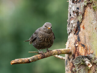 Amsel (Turdus merula)