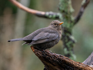Amsel (Turdus merula)