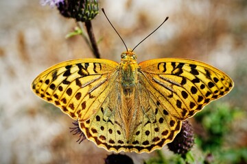 Macro shot from above of a beautiful yellow butterfly with its wings spread out.