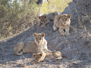 African Lion in Zimbabwe Hwange National Park