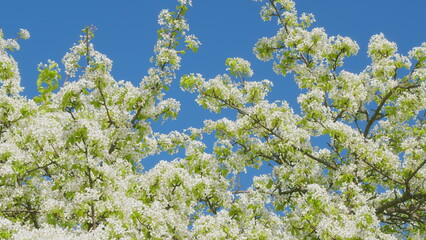 Spring Tree Blossoms. Blooming Pear Branch In Spring Blooms With White Flowers. Light Green Pear Flowers Blooming Background.
