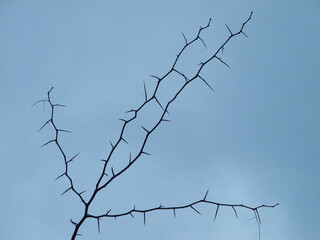 tree without leafs on the sky background