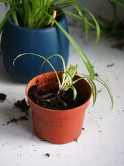 chlorophytum transplant roots close up