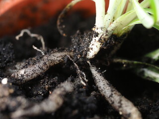 chlorophytum transplant roots close up