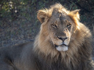 African Lion in Zimbabwe Hwange National Park