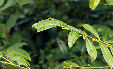 Close-up of green leaves with raindrops. Raindrops on green leaves. Leaves, branch, detail, nature. Defocused green background.