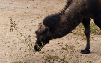 Fototapeta premium a camel eating leaves from a tree branch. Camel's head. Camel on a sandy surface.