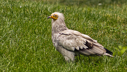 Portrait of a scavenger vulture. Scavenger vulture in the grass. Vulture in zoo exhibit. A scavenger, a vulture, a large bird.