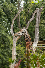 A giraffe's head peeking through the tall treetops. Giraffe head. Giraffe in zoo exhibit. Tall animal, giraffe, zoo. In the foreground, blurred branches with tree leaves.