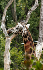 A giraffe's head peeking through the tall treetops. Giraffe head. Giraffe in zoo exhibit. Tall animal, giraffe, zoo. In the foreground, blurred branches with tree leaves.