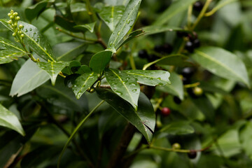 Close-up of green leaves with raindrops. Raindrops on green leaves. Leaves, branch, detail, nature. Defocused green background.