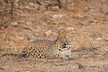wild huge male leopard or panthera pardus at jhalana leopard reserve jaipur rajasthan india asia. panther fine art face closeup or portrait sitting in forest in winter season ungle or forest safari