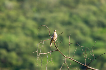 White eyed buzzard or Butastur teesa bird of prey perched in natural scenic green background in winter season migration at jim corbett national park forest tiger reserve uttarakhand india asia