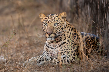 wild huge male leopard or panthera pardus at jhalana leopard reserve jaipur rajasthan india asia. panther fine art face closeup or portrait sitting in forest with eye contact in winter season safari