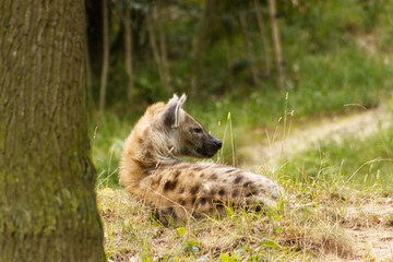 Hyena resting in the grass between the trees. Resting hyena. Wild beast, predator, hunter. Spotted hyena. A resting dangerous beast.