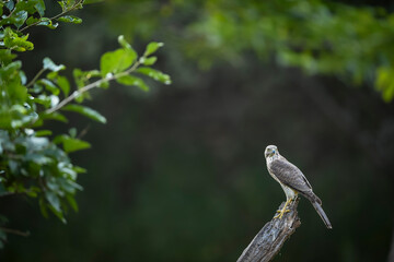 Shikra or Accipiter badius or little banded goshawk bird portrait perched on branch in winter season natural green background in outdoor wildlife safari at jhalana forest leopard reserve jaipur india