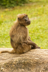 Obraz premium Dželada sedí na velkém kameni. Odpočívající dželada se zavřenýma očima. Dželada v zoo. Opice, kožešina.