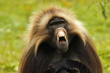 Portrait of a gelada with bared teeth. Menacing monkey teeth. Dangerous monkey. Furious monkey. Teeth, big teeth, fangs, fur, primate.